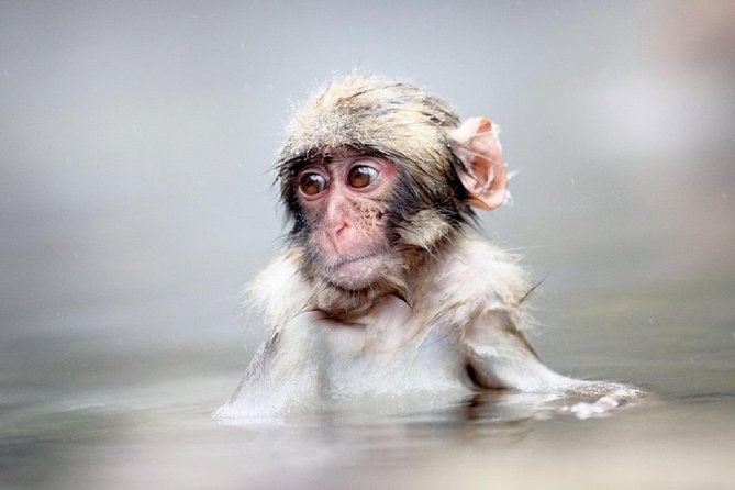 1-Day Snow Monkeys & Snow Fun in Shiga Kogen Tour - Lunch gives the day a warm pause