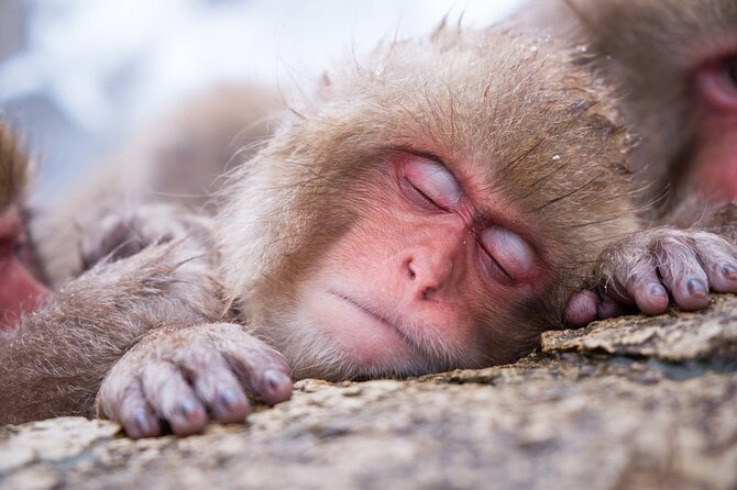 1-Day Snow Monkeys, Zenko-ji Temple & Sake in Nagano - Why the snow monkeys are worth the trip