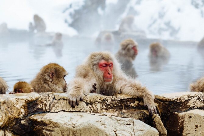 1-Day Snow Monkeys, Zenko-ji Temple & Sake in Nagano - A short sake lesson at Nishimon Yoshinoya