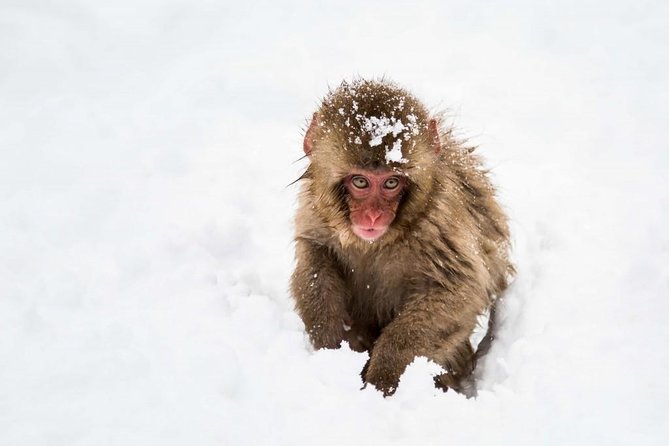 1-Day Snow Monkeys, Zenko-ji Temple & Sake in Nagano - How the day works from Tokyo