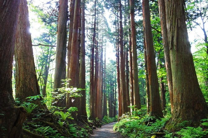 1-Day Togakushi Tour: Soba making, Ninja Town, and Hidden Shrines - Who will enjoy this Togakushi day?