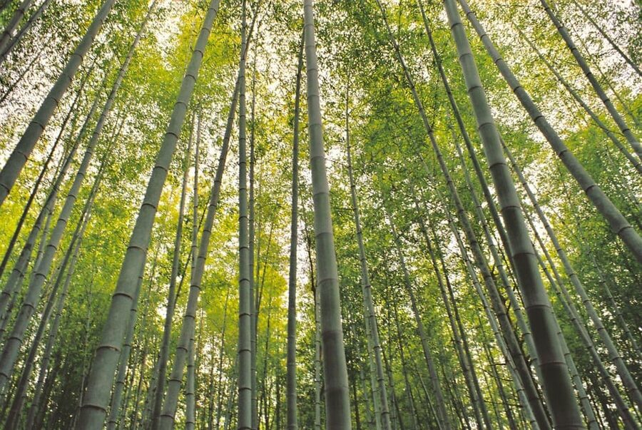 1-Day Tour from Nagoya: Hiking the Historic Nakasendo Trail - Magome: a lively finish to the trail