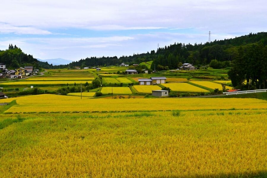 1-Day Tour from Nagoya: Hiking the Historic Nakasendo Trail - Meeting the guide at Nagoya Station