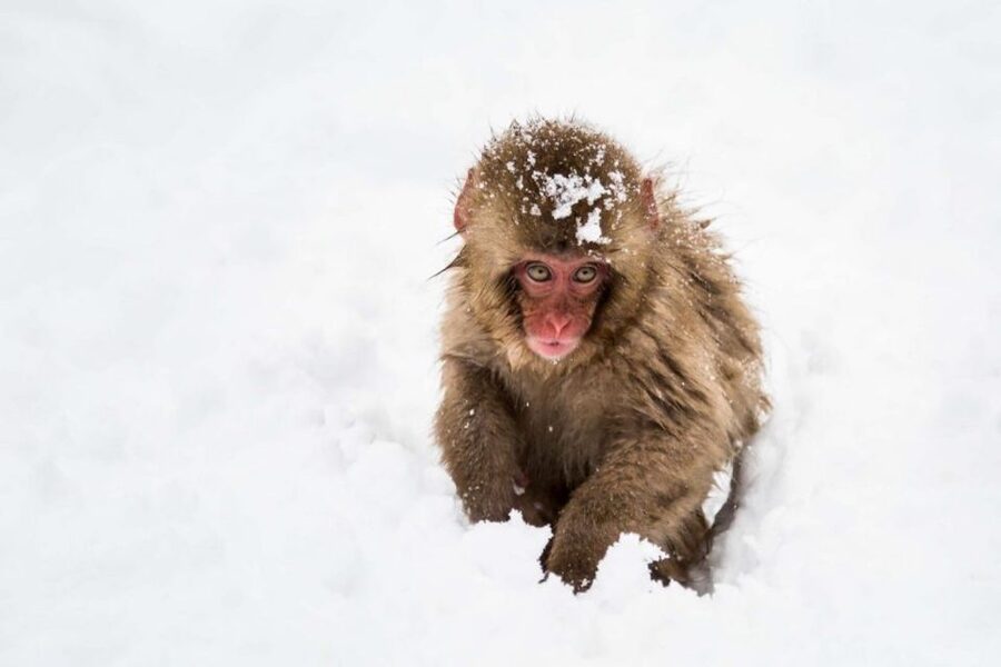 1 Day Tour: Snow Monkeys & Snow Fun in Shiga Kogen - Two famous winter sights in one long day