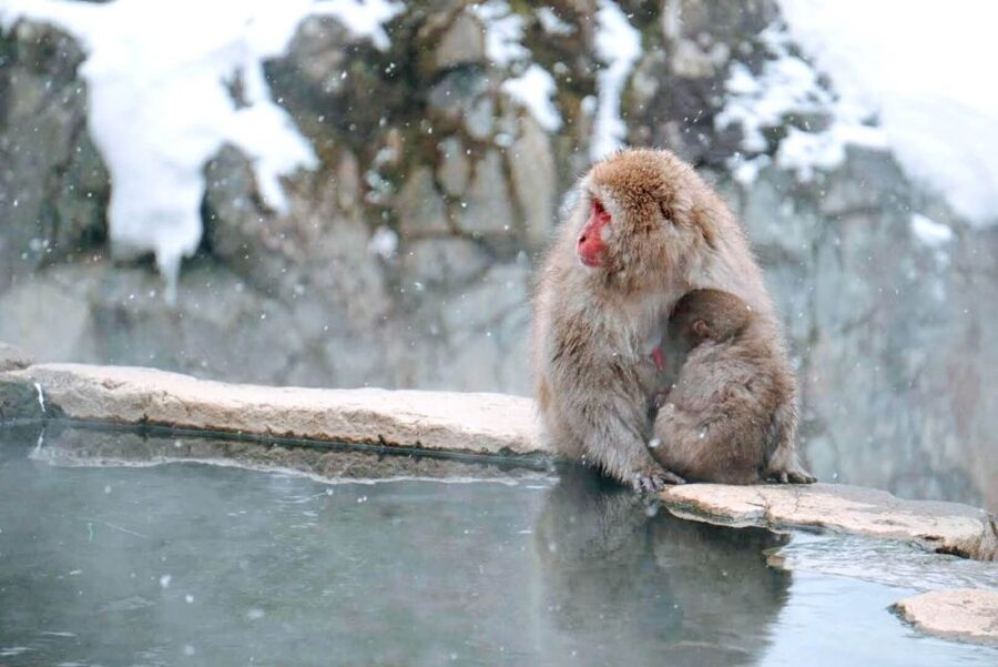 1 Day Tour: Snow Monkeys & Snow Fun in Shiga Kogen - Families, older visitors, and first-time snow guests