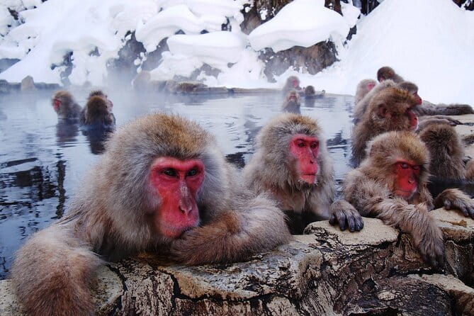 1-Day Winter Tour From Nozawa Onsen: Snow Monkeys, Zenko-ji Temple & Sake - Zenko-ji, Nagano’s spiritual center