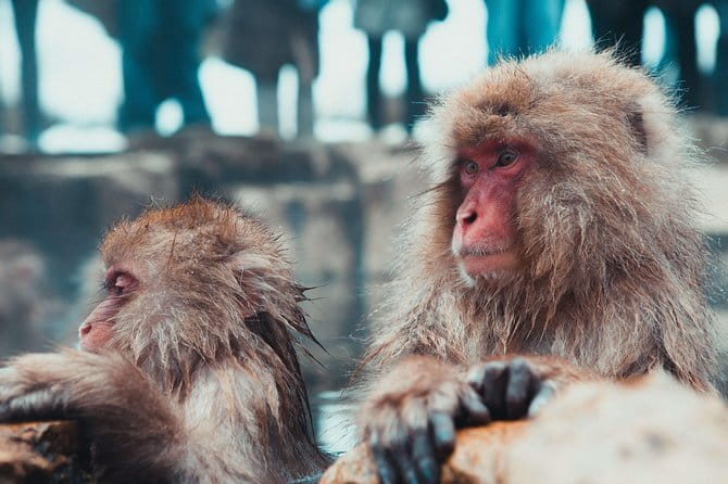 1-Day Winter Tour From Nozawa Onsen: Snow Monkeys, Zenko-ji Temple & Sake - Guides, vehicles, and the pace of the day