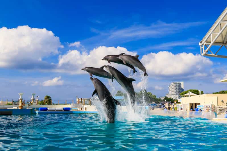 <1Dya Tour>Churaumi Aquarium, Cape Manzamo, American Village - Key points to know before booking