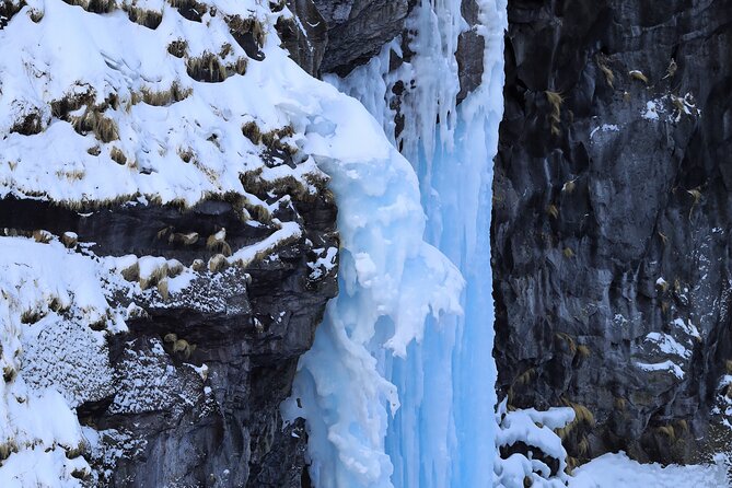3.5hours Primeval Forest Snowshoe hike and Wildlife Watching Tour - A small group makes a real difference