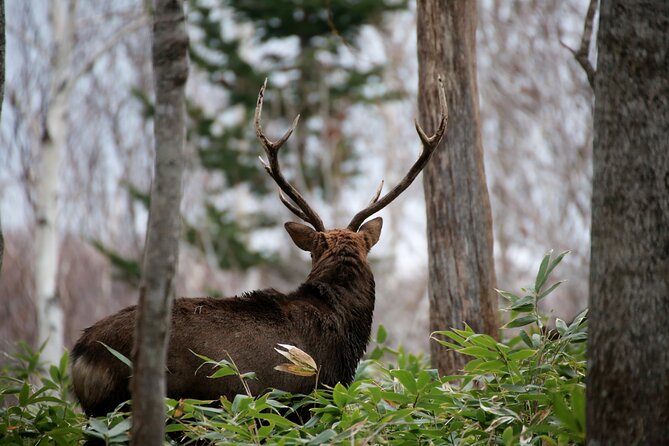 3.5hours Primeval Forest Snowshoe hike and Wildlife Watching Tour - Is the $55.52 price good value?