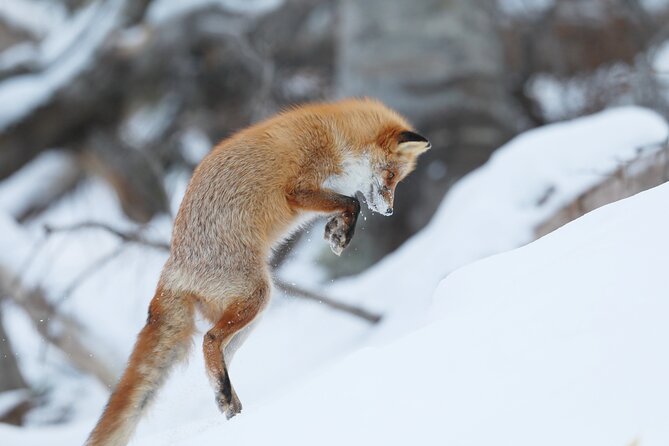 3.5hours Primeval Forest Snowshoe hike and Wildlife Watching Tour - Snowshoes, snow depth, and the walk itself
