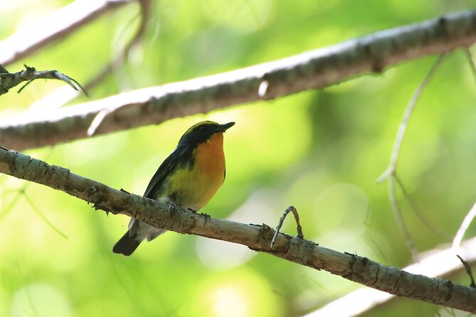 3hours Primeval Forest and Stunning Views of Cliff Trekking Tour - Three hours on wildlife paths