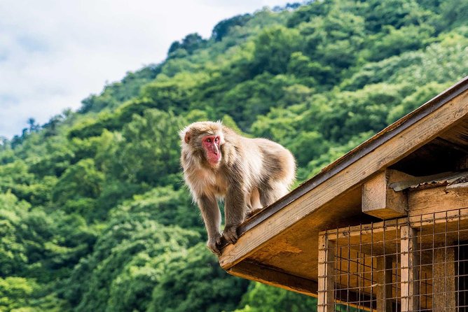 Afternoon Kyoto Bike Tour: Bamboo Forest, Monkeys & Hidden Spots - Bamboo Forest Street without making it the whole day