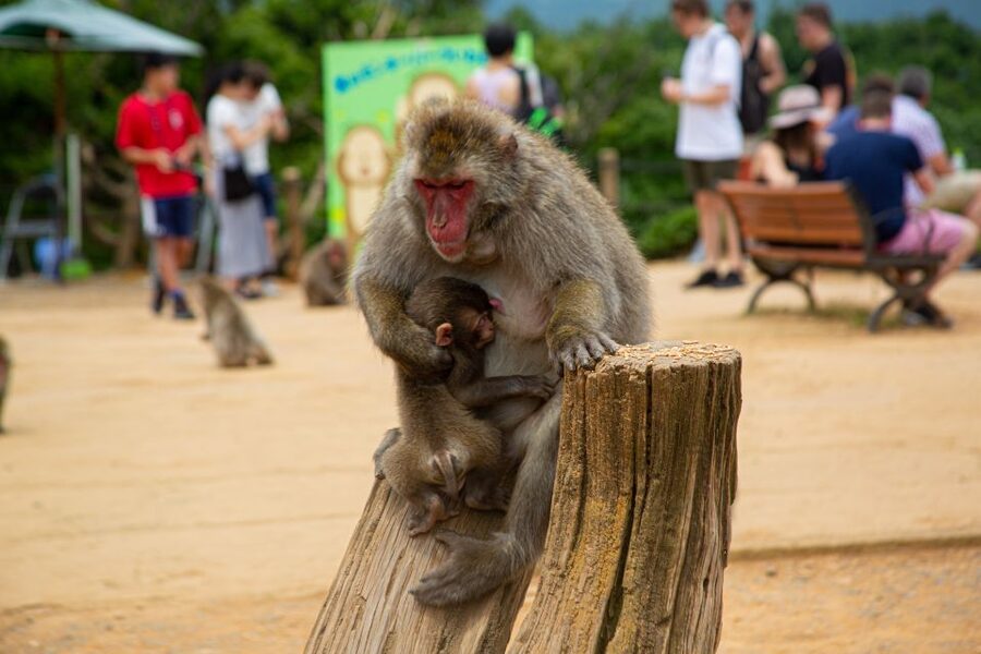 Arashiyama Bamboo, Temple, Monkeys, or Secret Sake Brewery - The uphill walk to Iwatayama Monkey Park