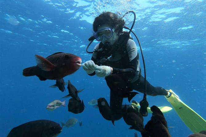 Blue Cave Area Experience Diving!Free feeding & photo images Chinese guide available!1 group with a dedicated instructor - Equipment, instruction, and the underwater hour