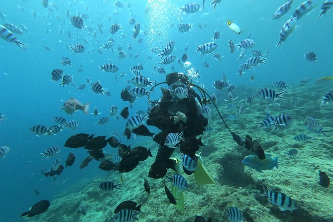 Blue Cave Area Experience Diving!Free feeding & photo images Chinese guide available!1 group with a dedicated instructor - Entering the 30-meter Blue Cave