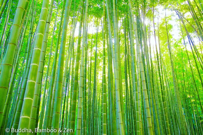 Buddha, Bamboo & Zen - Bespoke Kamakura Private Walking Tours - The Great Buddha at Kotoku-in