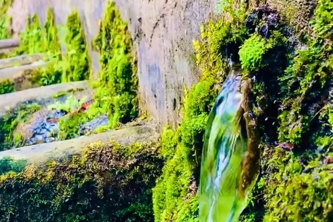 E-Bike Nature Tour in Shuri - Why this ride shows you a quieter side of Naha