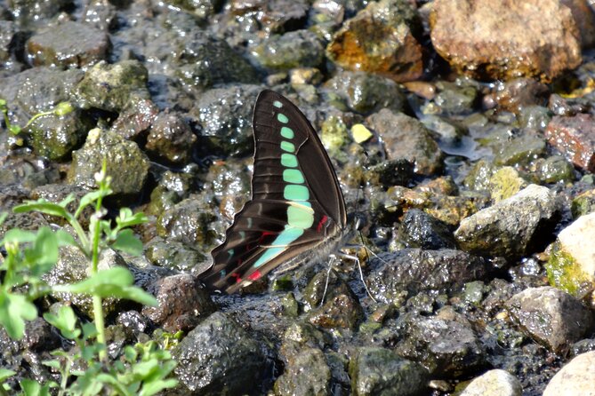 Easygoing Nature Walk in Hakone Tour - What the binoculars add to the experience