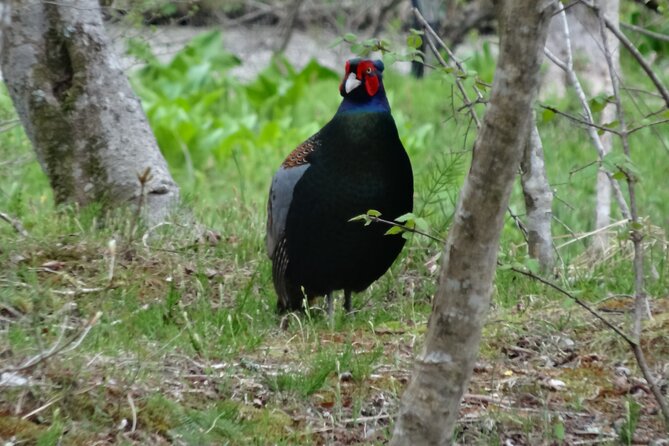 Easygoing Nature Walk in Hakone Tour - Starting at the Wetlands Botanical Garden