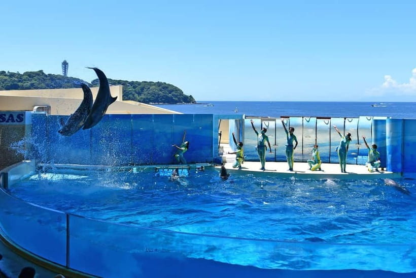 Enoshima Aquarium: Admission Ticket - Start With Sagami Bay, Not a Generic Ocean Display