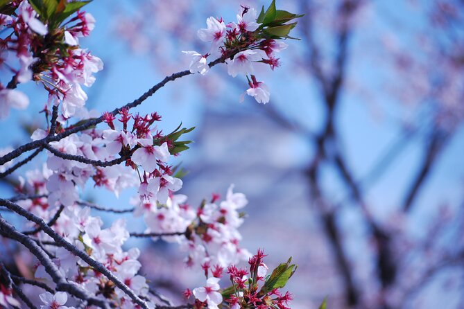 Explore Himeji Castle a Guided Walking Tour - Meeting at Himeji Station and getting started
