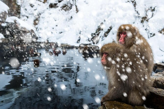 Explore Jigokudani Snow Monkey Park with a Local Guide - Key points at a glance