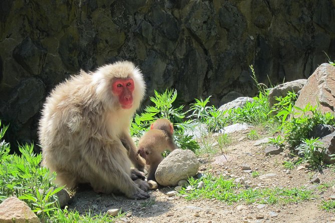 Explore Jigokudani Snow Monkey Park with a Local Guide - Watching the snow monkeys at the hot spring