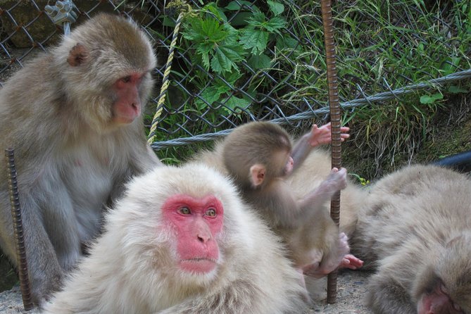 Explore Jigokudani Snow Monkey Park with a Local Guide - Local sake, beer, and the Yudanaka finish