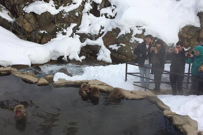 Explore Jigokudani Snow Monkey Park with a Local Guide - What the $112.01 price buys you