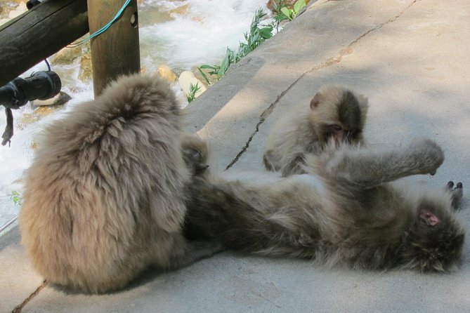 Explore Jigokudani Snow Monkey Park with a Local Guide - Practical advice before you go