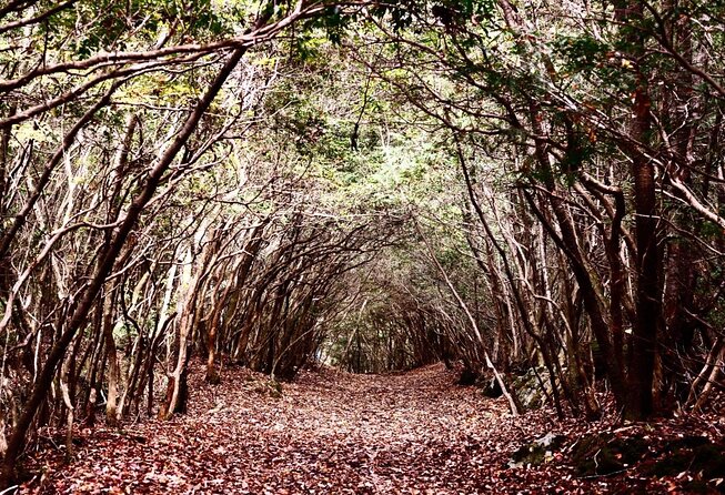 Explore Mt. Fuji Ice Cave in Aokigahara Forest - Key points to know before booking