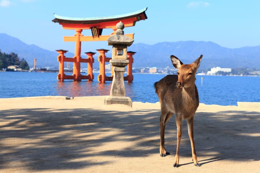 From Hiroshima: Hiroshima & Miyajima 1 Day Tour with Lunch - One hour to explore Miyajima