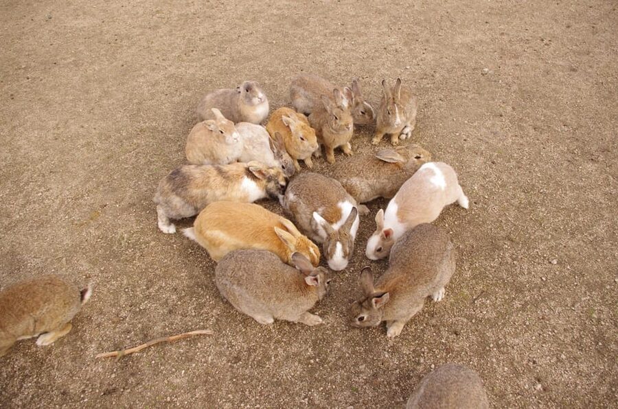 From Hiroshima: Rabbit Island and Takehara Town Tour - Key points at a glance