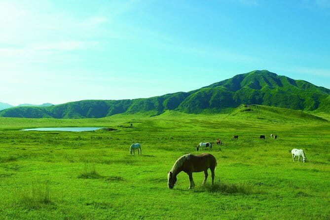 From Kumamoto : Mt.Aso and Takachiho All-inclusive Private Tour - Kusasenri gives you room to breathe