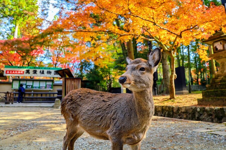 From Kyoto: Nara Guided Morning Tour - Kasuga Taisha and its 3,000 lanterns