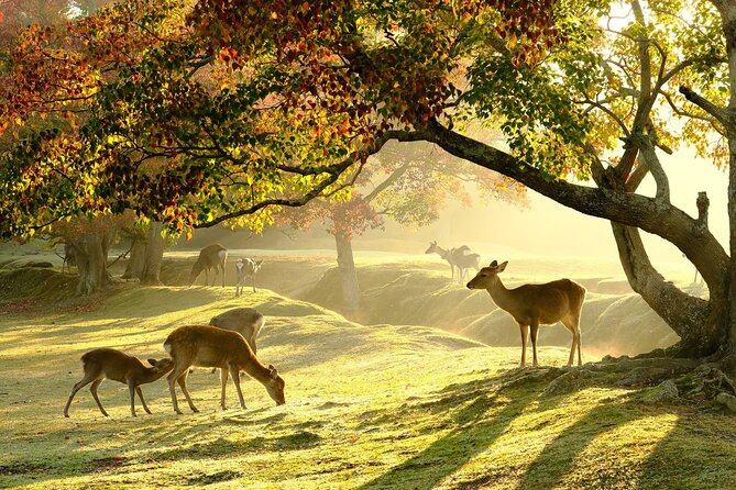 From Kyoto: Nara History Guided Half Day Bus Tour with Lunch - Why this half-day Nara trip works from Kyoto