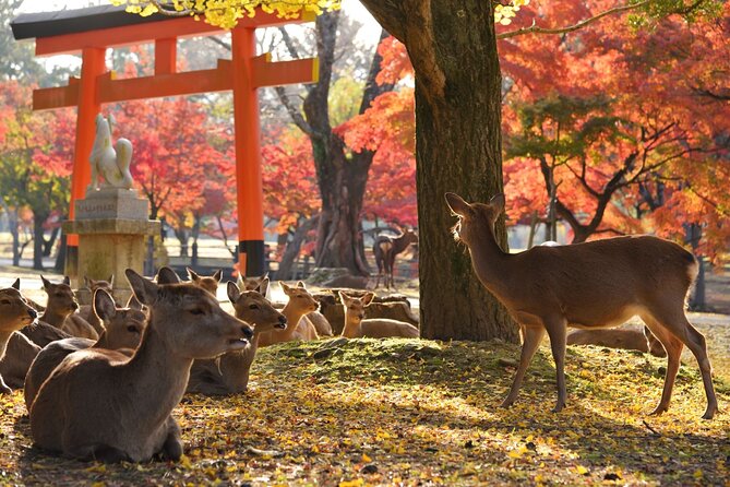 From Kyoto: Nara History Guided Half Day Bus Tour with Lunch - Todaiji Temple and the Great Buddha