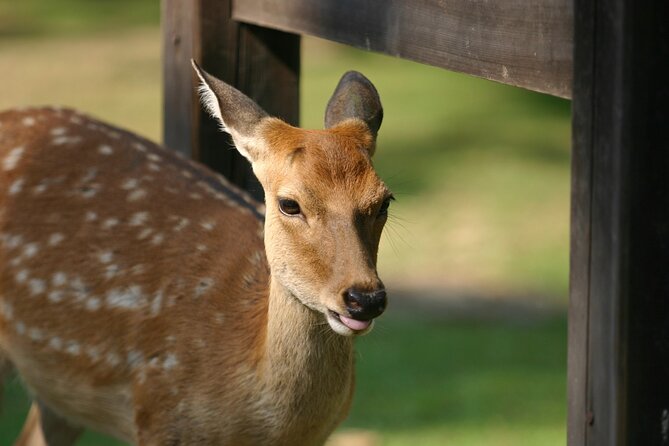 From Kyoto: Nara History Guided Half Day Bus Tour with Lunch - Nara Park and its famous deer