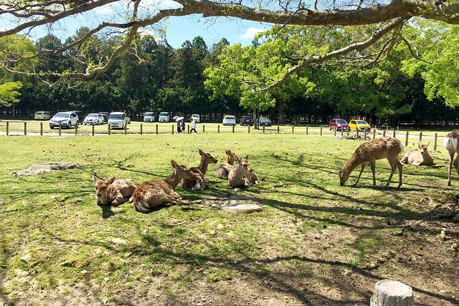 From Kyoto: Nara History Guided Half Day Bus Tour with Lunch - How the six-hour schedule feels