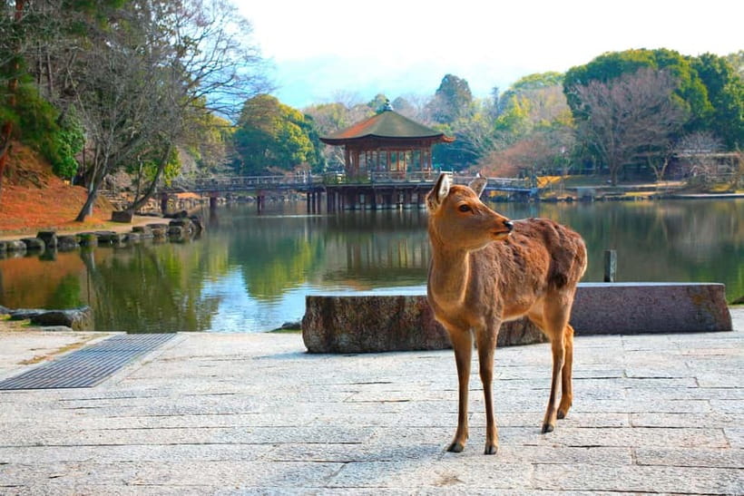 From Kyoto: Nara, Osaka & Kobe Day Trip – 3 Cities in 1 Day - Why this Kyoto day trip works