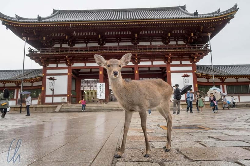 From Kyoto: Nara, Osaka & Kobe Day Trip – 3 Cities in 1 Day - Osaka Castle and its green grounds