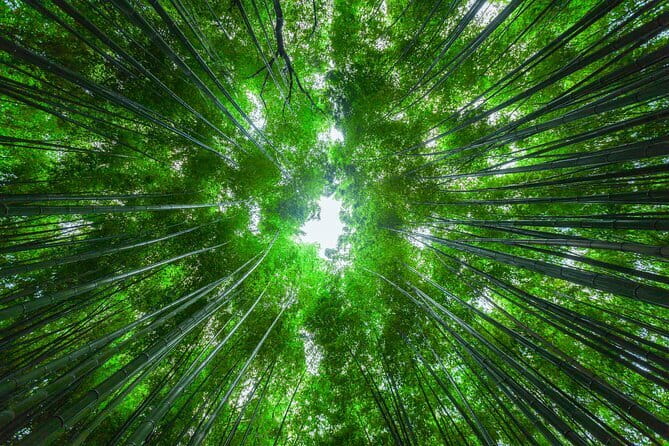 From Kyoto / Osaka: Kyoto Must-see Spots & Nara Park One Day Tour - Nara Park: deer, temples, and one hour on foot