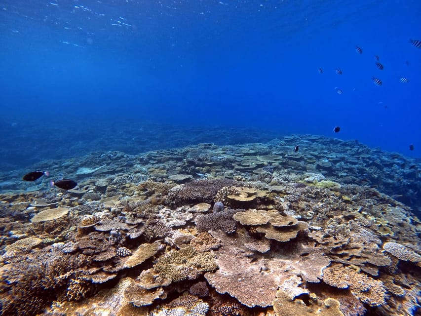 From Naha Scuba Diving Trip in Kerama(for certified divers) - Kerama National Park in one long day