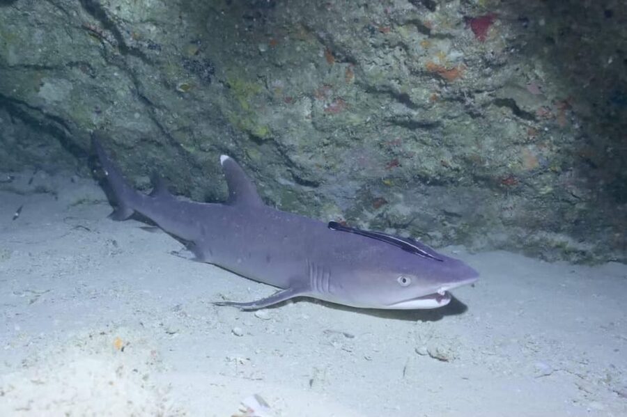 From Naha Scuba Diving Trip in Kerama(for certified divers) - Weather changes and cancellation flexibility