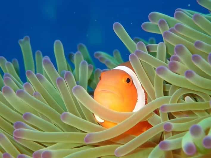 From Naha Scuba Diving Trip in Kerama(for certified divers) - Free photos and the value of the package