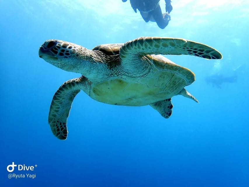 From Naha Scuba Diving Trip in Kerama(for certified divers) - Who should book this Kerama outing
