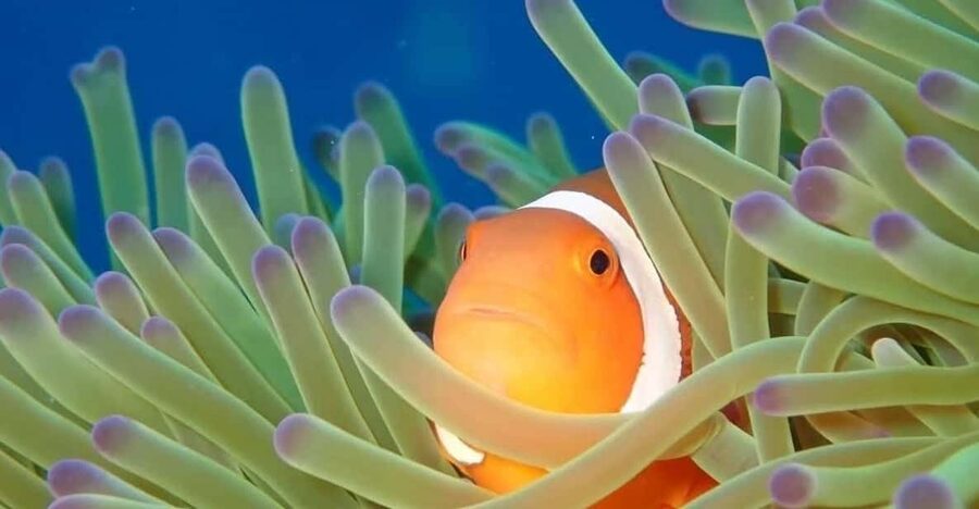 From Naha Scuba Diving Trip in Kerama(for certified divers) - The 45-minute briefing and boat preparation
