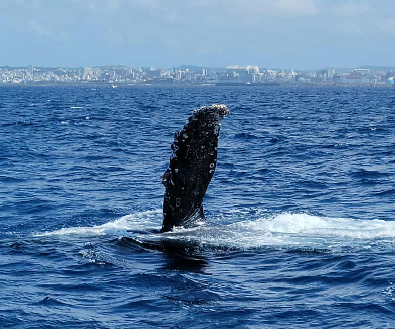 From Naha: Whale Watching with Pickup and English Guide - Key points to know before booking