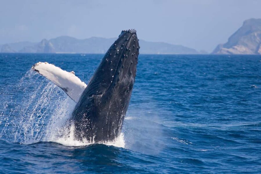 From Naha: Whale Watching with Pickup and English Guide - Why Okinawa is a good place to watch humpback whales